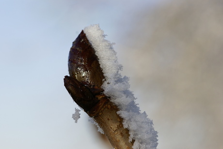 In afwachting van de lente