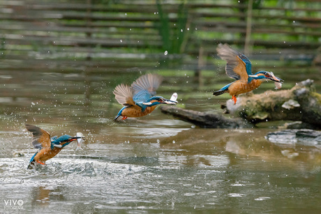 IJSvogel met visje