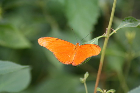 oranje boven!!