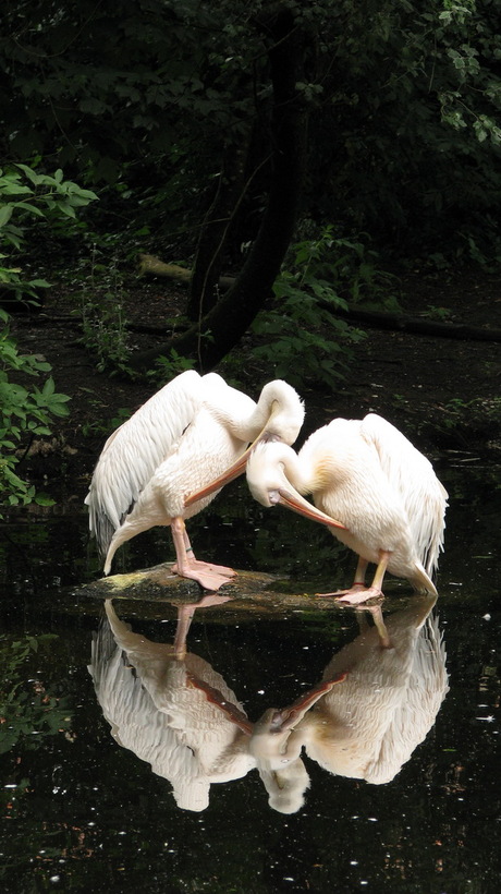 2012-07-28 - Dagje dierentuin - 1760.JPG