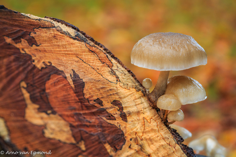 Paddenstoelen op prachtige boomstam