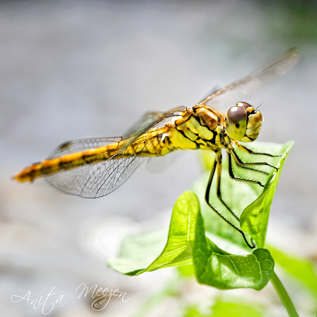 Dragonfly