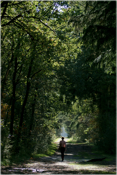 Bijzonder bos