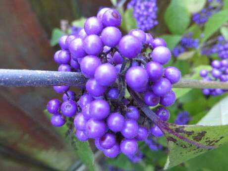 De paarse bessen van de callicarpa