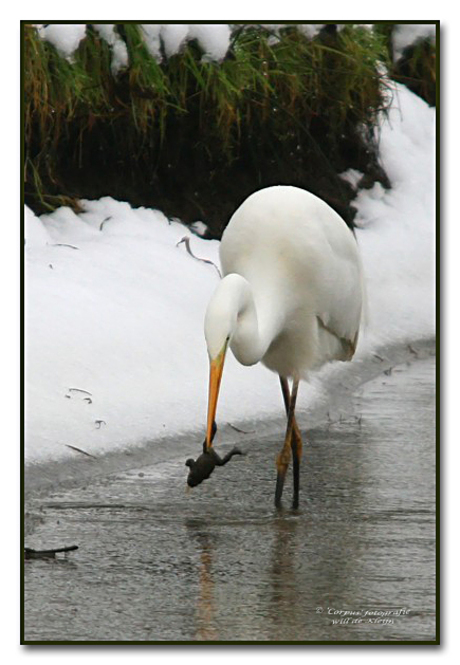 Reiger met prooi