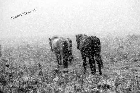 IJslandse paarden in een sneeuwstorm