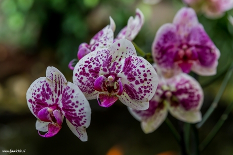 Orchideeënhoeve