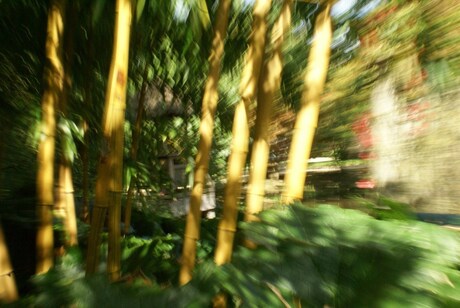 bamboe 2