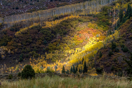 Herfstkleuren in Colorado