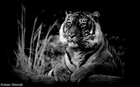 Sumatraanse tijger zwart-wit