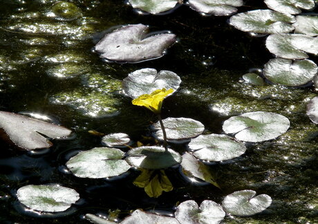 Watergentiaan