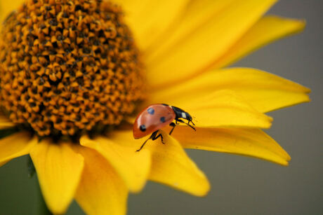 in onze tuin....