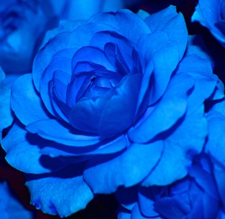 bleu flower