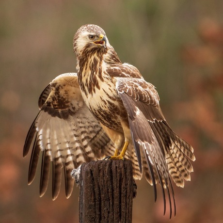 Buizerd