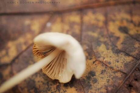 Liggende paddenstoel