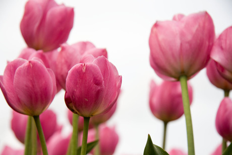 roze tulpen