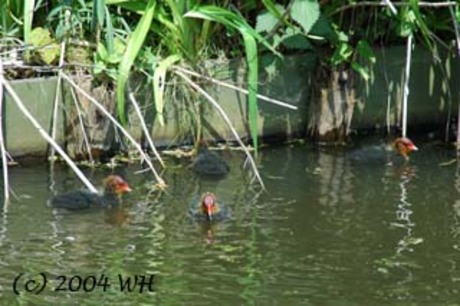 Jonge Meerkoeten