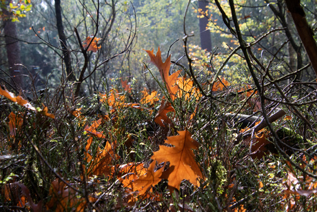 Herfst in het bos