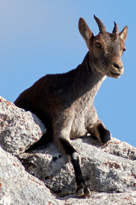 Steenbok