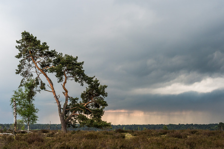 Standing tall during stormy weather