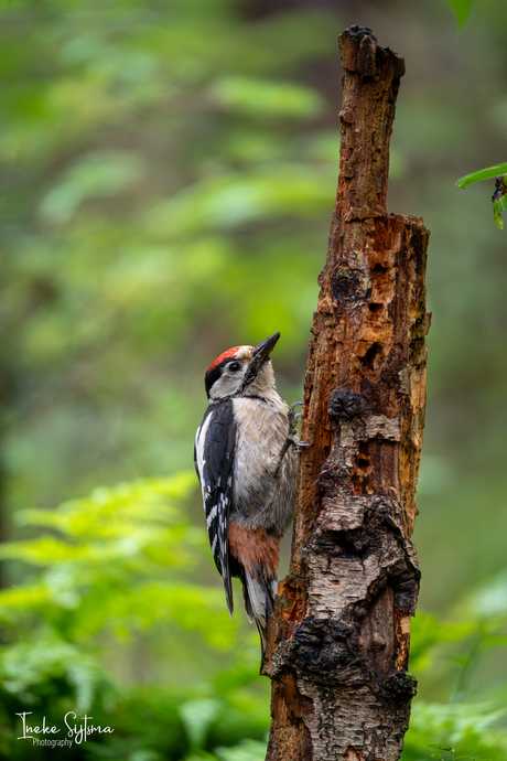 Juveniel grote bonte specht