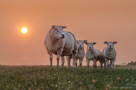 Schaapjes bij zonsopkomst