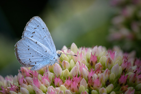 Boomblauwtje op sedum in de tuin