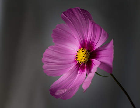 Bloem