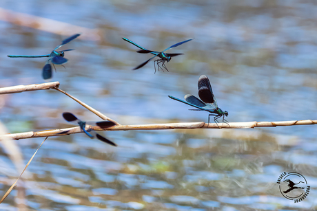 Heftige concurrentie