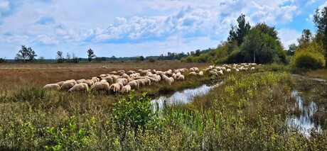 In het veen