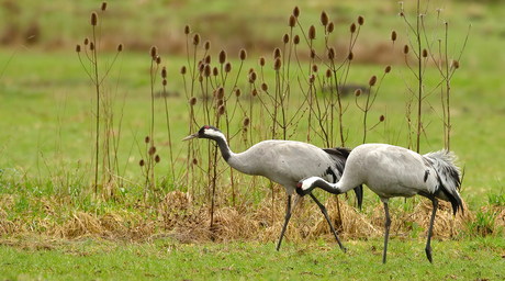 Een paar Kraanvogels