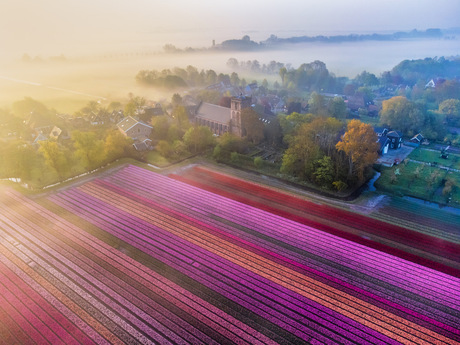 Echt Hollands tulpen tafereel