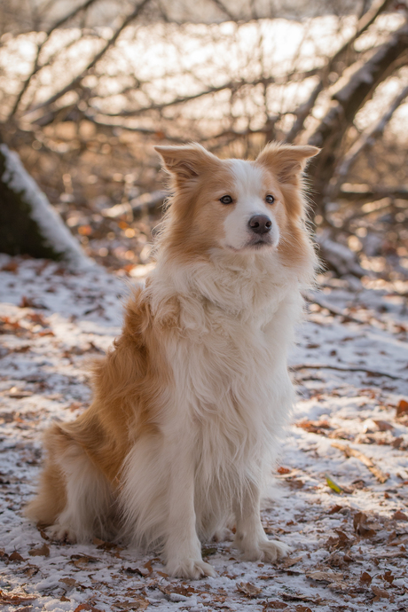 Border collie in de sneeuw