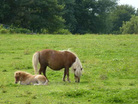 Pony met veulentje