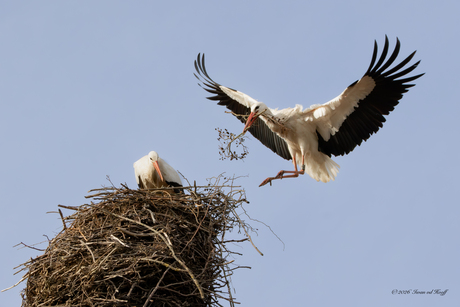 Ooievaarsnest 