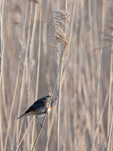 blauwborst