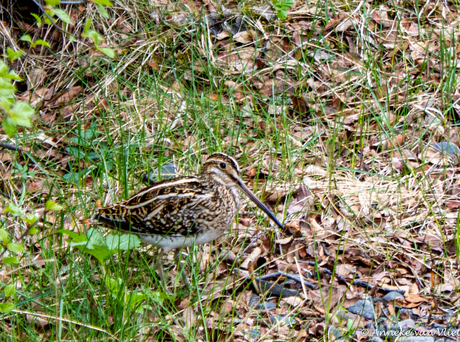 Watersnip (Gallinago gallinago)