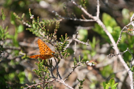 Macrofoto's Frankrijk