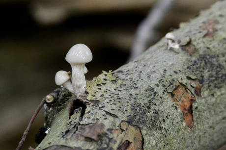 Paddenstoelen op een boom