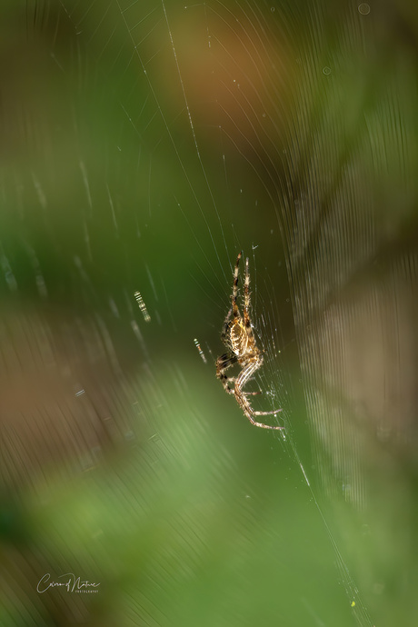 Spiders web 