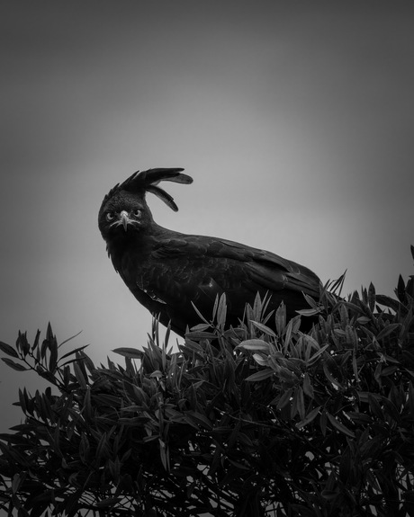 Afrikaanse zwarte kuifarend 