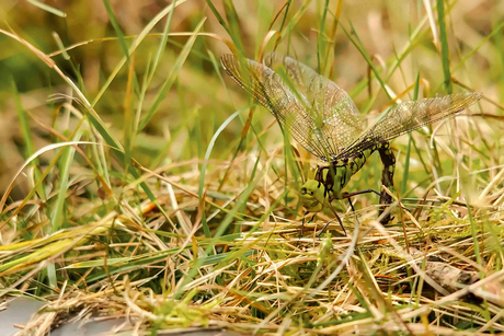 De blauwe glazenmaker.