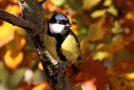 tussen de kleurige herfstbladeren