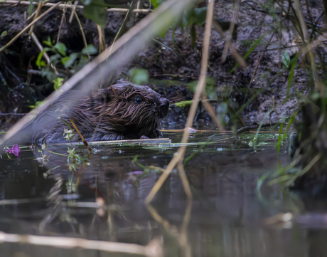 Bever jong