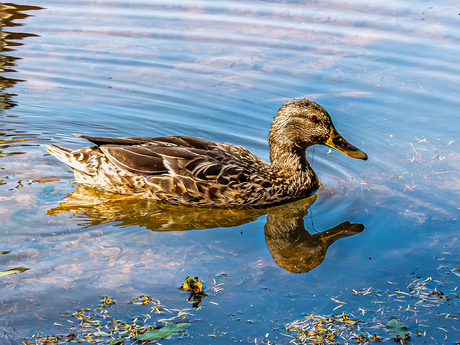 Wilde eend (Anas platyrhynchos)