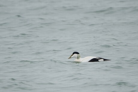 eider
