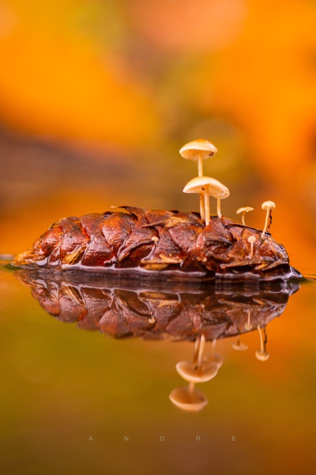 Paddestoelen