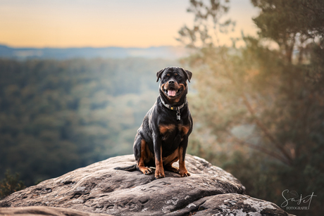 Rottie with a view