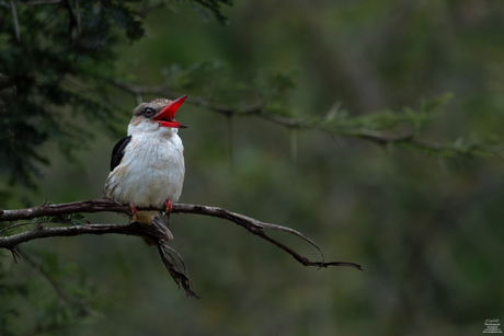 Singing Bird