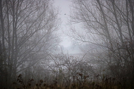 Mist in de bomen.